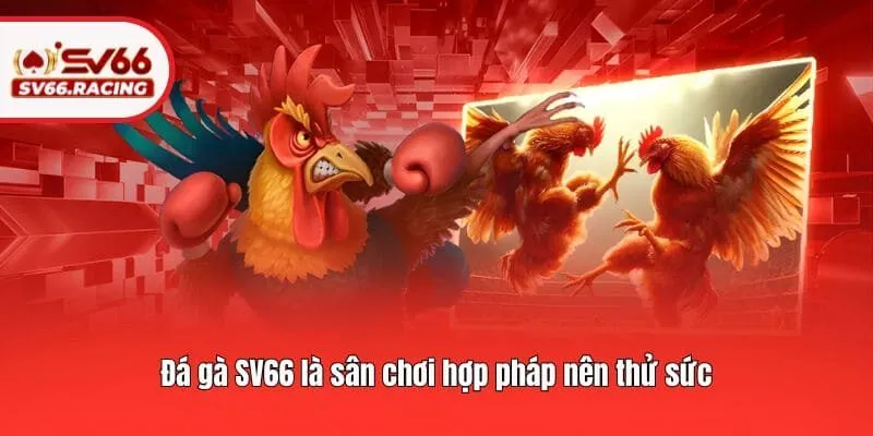 Đá Gà 1 Đá gà SV66 là sân chơi hợp pháp nên thử sức