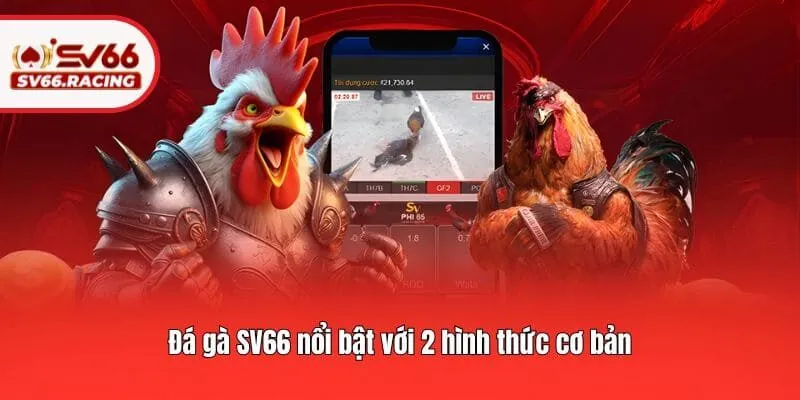 Đá Gà 2 Đá gà SV66 nổi bật với 2 hình thức cơ bản
