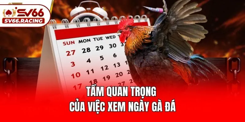 Tầm quan trọng của việc xem ngày gà đá