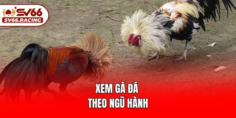Xem gà đá theo ngũ hành